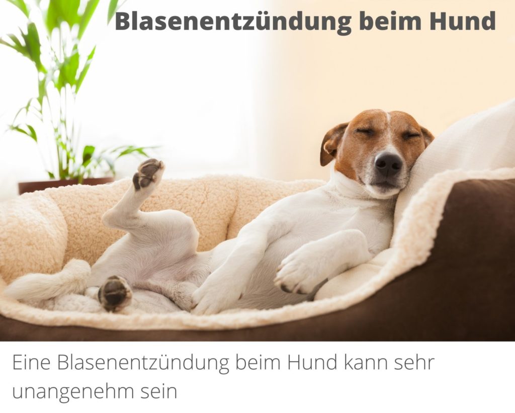 Blasenentzündung beim Hund - tierisches-futter.de