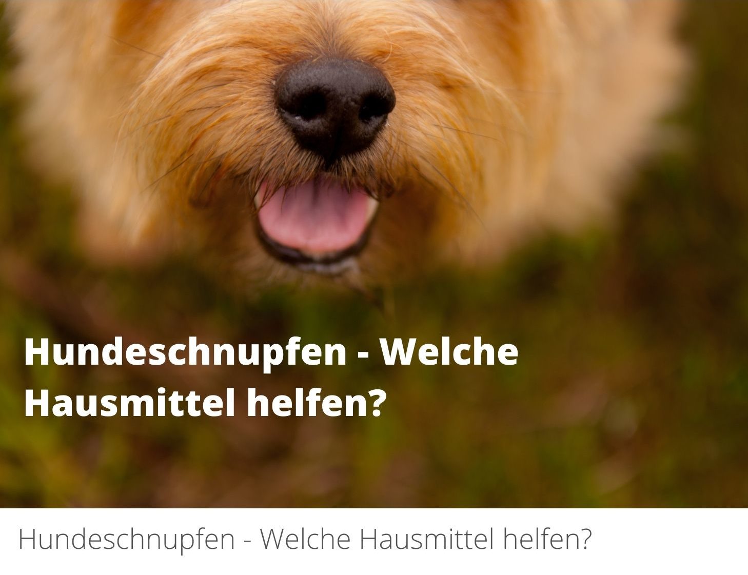 Hausmittel gegen Hundeschnupfen