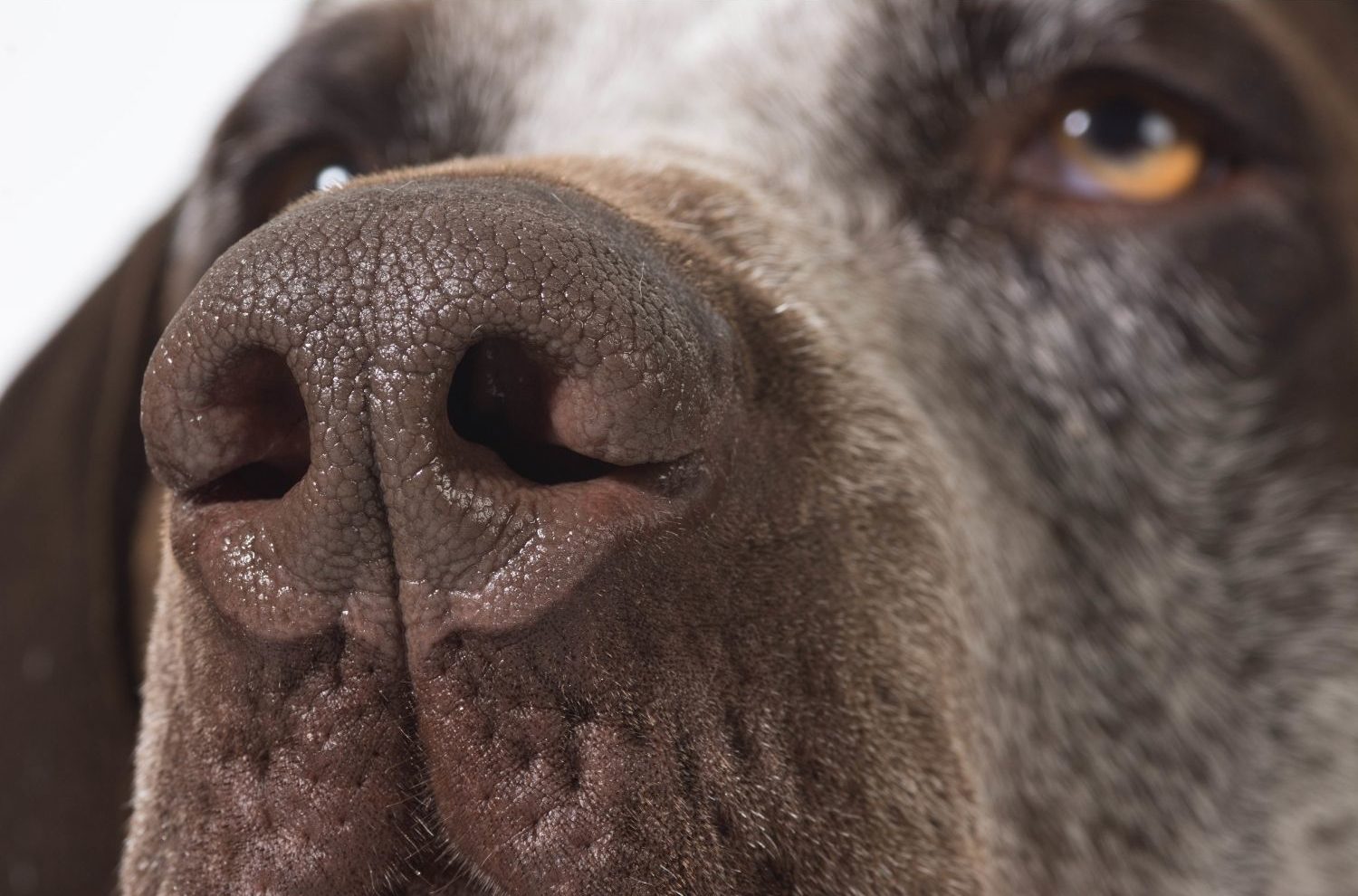 Hund mit Schnupfen