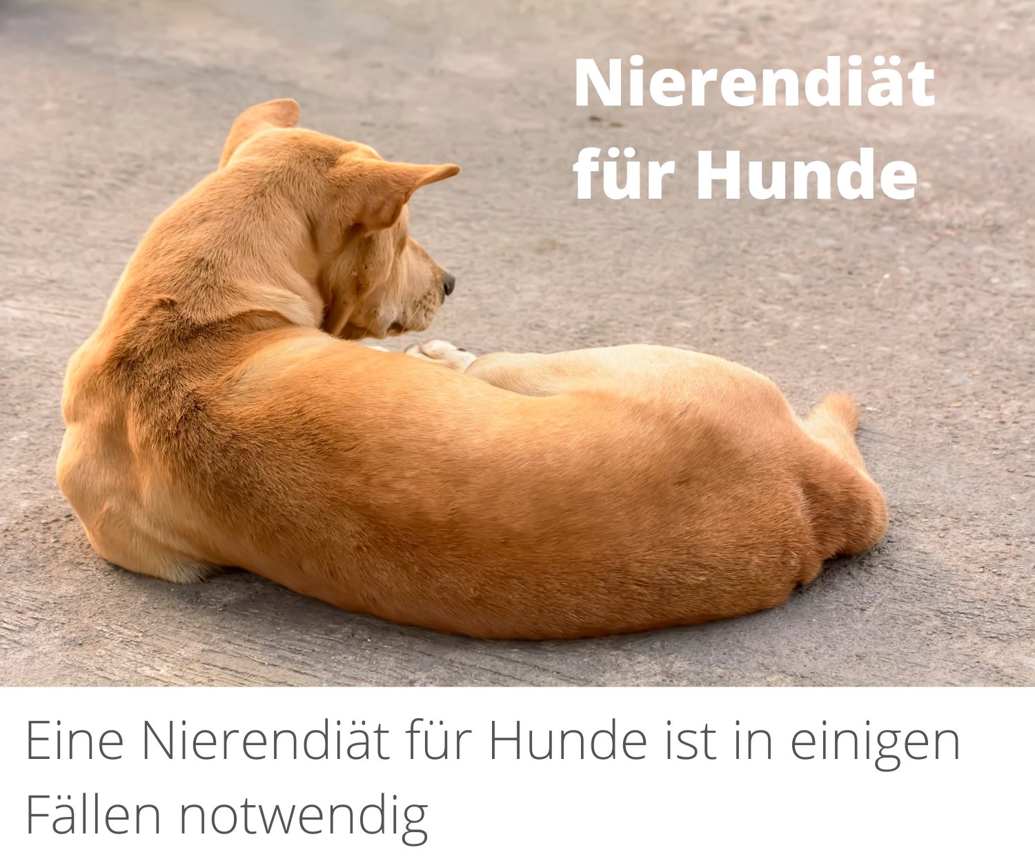 Nierendiät