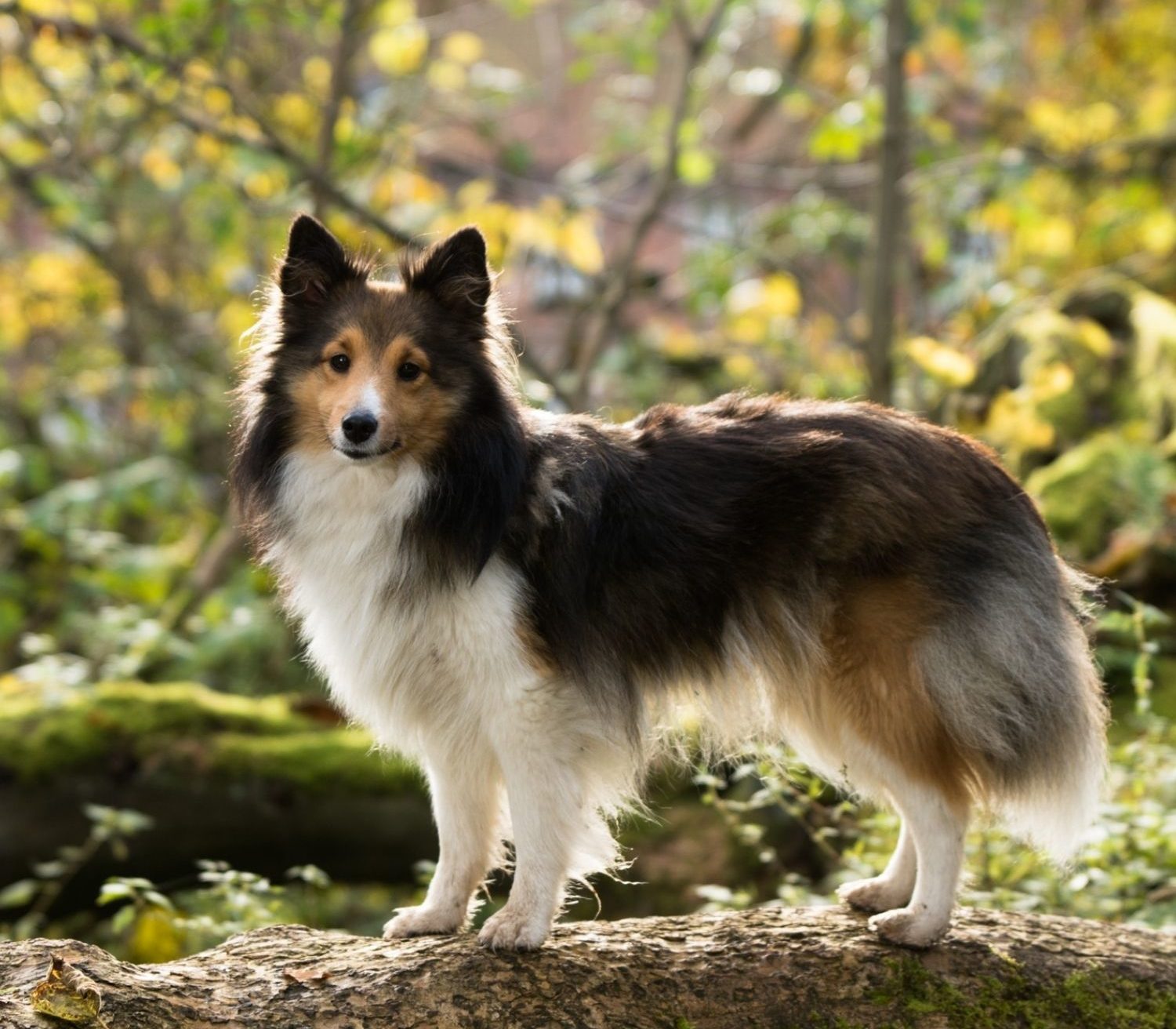 hypoallergenes Hundefutter